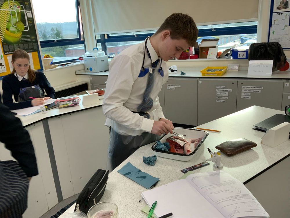 Year 12 Biology Practical - Image