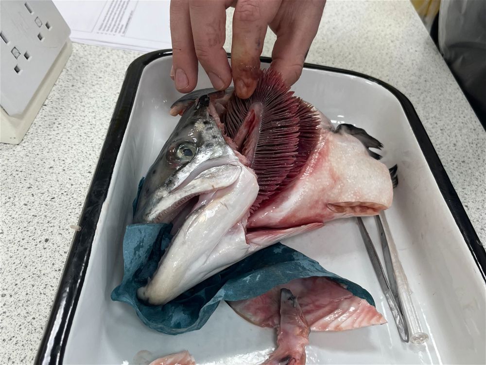 Year 12 Biology Practical - Image