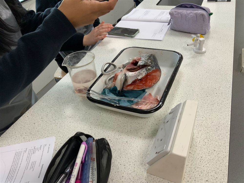 Year 12 Biology Practical - Image