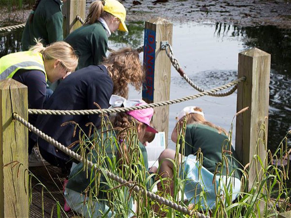 Longlevens Infant School pond dips at Rich's - Image